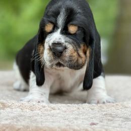 Collin - Black white and tan male Basset Hound puppy in Poplarville, Mississippi from Kara's Basset Hounds