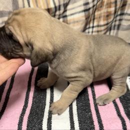 Girl 5 - Fawn female Great Dane puppy in Indianola, Iowa from Bull West Kennels