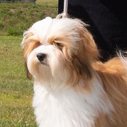 Vinny - Havanese