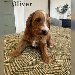 Oliver - Red  male Goldendoodle puppy in Glendale, Arizona from Follow Your Bliss Doodles