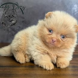 Cannoli - Lavender male Pomeranian puppy in Fultonville, New York from Sandy Aussies & Pomeranians