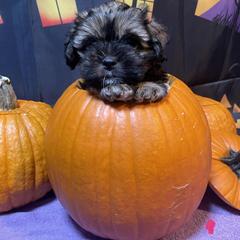 Rugaru - Gold sable female Lowchen puppy in Grand Rapids, Michigan from Lionkru Lowchen and Standard Poodles