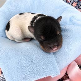 Oogie - Parti male Yorkshire Terrier puppy in Jacksonville, Florida from Yorktown Yorkies