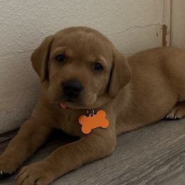 Boy 2 - Yellow male Labrador Retriever puppy in Nampa, Idaho from Breakaway Retrievers