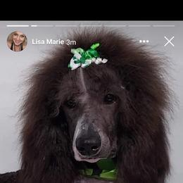 Goldendoodle and Poodle Puppies from Elizabeth Rocha's Doodles