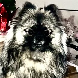 Beta Wolf - Pomeranian