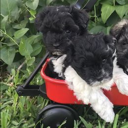Miniature Schnauzers from Leaning P Miniature Schnauzers