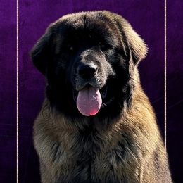 Aslan - Leonberger