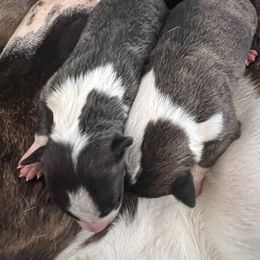 Bull Terrier and Pomeranian Puppies from Bossladykennels