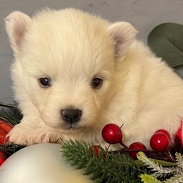 Ariya's white girl - White female Pomsky puppy in Enid, Oklahoma from Mile Hi Pomskies