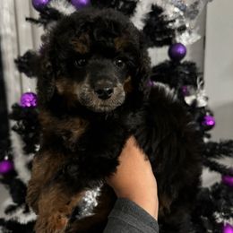 Olaf - Phantom male Poodle puppy in Lathrop, California from Stellar Poodles