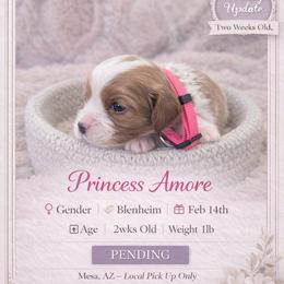 Princess Amore - Blenheim female Cavalier King Charles Spaniel puppy in Mesa, Arizona from Comfort Royalty Cavaliers