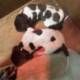 Boy 2 - Liver and white male German Shorthaired Pointer puppy in Henderson, Texas from C4 Gun Dogs