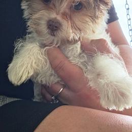Jesse - Parti female Yorkshire Terrier puppy in Hamilton, Ohio from Purebred Yorkies of Ohio
