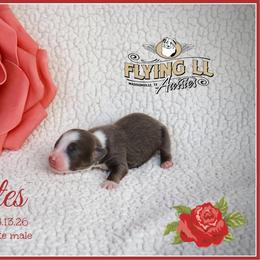 Yates - Red male Miniature Australian Shepherd puppy in Madisonville, Texas from Flying LL Aussies