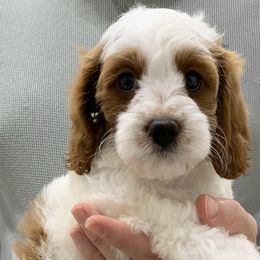 Cavapoo Puppies from Coastal Cavapoos