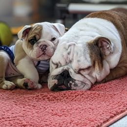 Bulldogs from Sherburne Refuge Bulldogs