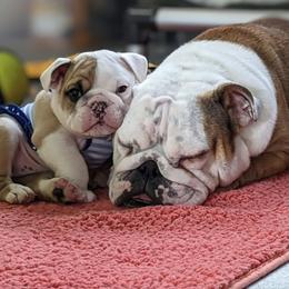 Bulldogs from Sherburne Refuge Bulldogs
