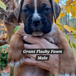 Grant - Fawn male Boxer puppy in Statesboro, Georgia, Georgia from Mischievous Boxers