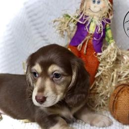 Dachshund Puppies from Bald Mountain Dachshunds