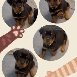 Yellow collar male - Black and mahogany male Rottweiler puppy in Birmingham, Alabama from K&B Rotts