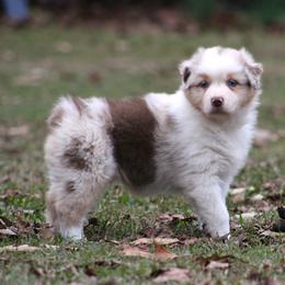 Red Merle Female - Blue Eyes - Red merle female Australian Shepherd puppy in Northport, Alabama from Sipsey River Australian Shepherds