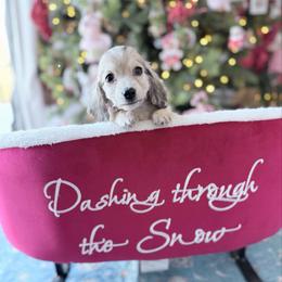 Lexi 1st pictures in group - Cream female Dachshund puppy in Richmond, Virginia from Irresistible Dachshunds & Cavaliers