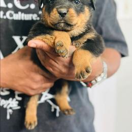 Female 1 - Black and mahogany female Rottweiler puppy in Humble, Texas from Inexorable Haus Early Rotts