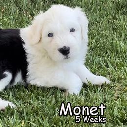 Monet - Sheepadoodle puppy in California from Sheepadoodles of Orange County