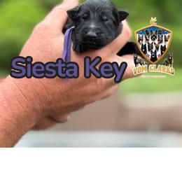 Siesta Key - Black female German Shepherd puppy in Murrayville, Georgia from Vom Clark’s German Shepherds