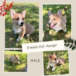 Ranger - Sable male Pembroke Welsh Corgi puppy in Maryville, Tennessee from R & T Farms