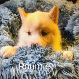 Roumie - White female Pomsky puppy in Blackfoot, Idaho from Snake River Pomskys