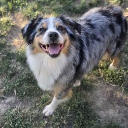 Sif - Blue merle female Australian Shepherd puppy in Georgetown, California from Foothill Aussies