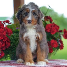 Nordy - Merle male Bernedoodle puppy in Dundee, Ohio from Down Home Doodle