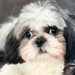 Shih Tzus from Marisol Martinez's Shih Tzus