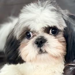 Shih Tzus from Marisol Martinez's Shih Tzus