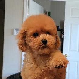 Lucy - Apricot female Poodle puppy in Greenville, Texas from Pitties' Love