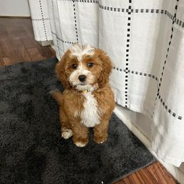 Cavapoo Puppies from Wednesday & Co