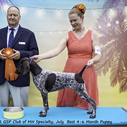 German Shorthaired Pointer Puppies from Chrishelle Farm