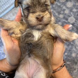 Havanese Puppies from Becky Coker