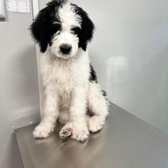 "12 weeks" Saint Berdoodle Puppies from Walker Branch Doodles