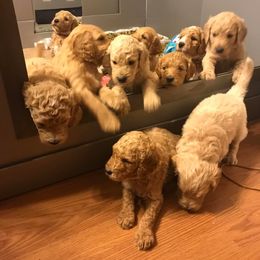 Goldendoodle Puppies from Whispering Ridge Doodles