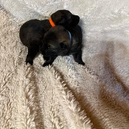 Light Blue - Sable female German Shepherd puppy in Andalusia, Alabama from Keisha's German Shepherds