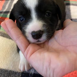 Cardigan Welsh Corgi Puppies from Rockin’ Y Corgis