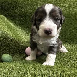 Bernedoodle Puppies from Elite Bernedoodle Besties LLC
