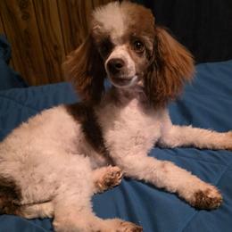 Tilly - Poodle