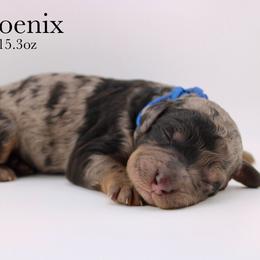 Phoenix - Merle male Bernedoodle puppy in Comanche, Texas from Central Texas Doodles, LLC.