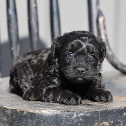 Kreen - Black female Whoodle puppy in West Bend, Iowa from Blue Skies Terriers