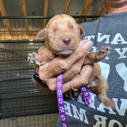 Purple - Yellow female Labrador Retriever puppy in Newton Grove, North Carolina from Wayalife Labradors & Gsp’s
