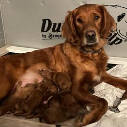 Carrots - Dark golden female Golden Retriever puppy in Beaverdam, Virginia from Red Ridge Retrievers